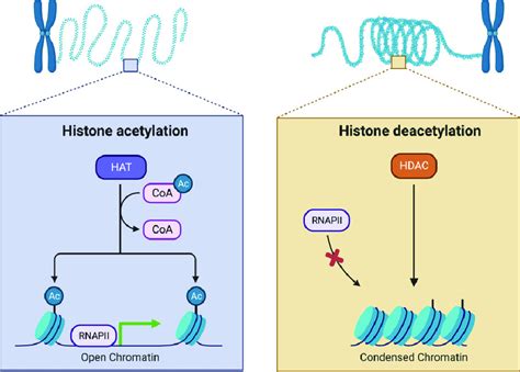 deacetylation of histones|where does histone acetylation occur.